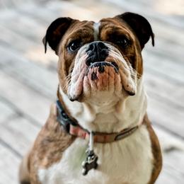 Weezy - Bulldog