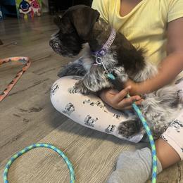 Miniature Schnauzer puppies from Feshia's Miniature Schnauzers