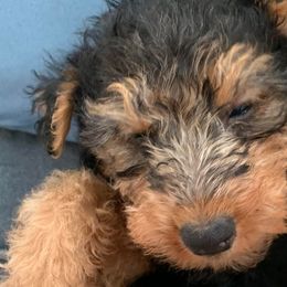 Welsh Terriers from Cathy Francis