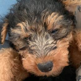 Welsh Terriers from Cathy Francis