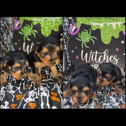 Yorkipoo and Yorkshire Terrier Puppies from Furrever Puppy Co.