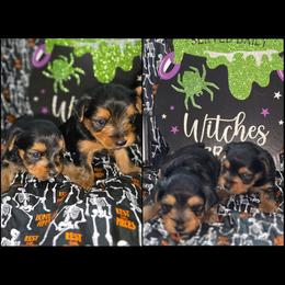 Yorkipoo and Yorkshire Terrier Puppies from Furrever Puppy Co.