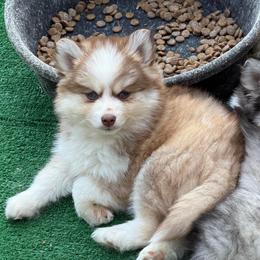 Hazelnut - Red and white female Pomsky puppy in Eastman, Georgia from Once Upon A Pomsky