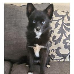 Pixie - Pomsky