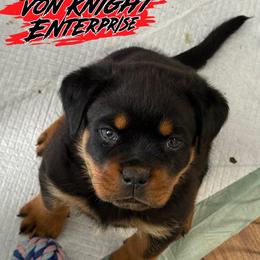 Yellow collar female Quinnlan - Black and mahogany female Rottweiler puppy in Corydon, Indiana from Rottweiler von knight enterprise