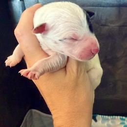 6 - Black & white male Miniature Australian Shepherd puppy in Chilton, Wisconsin from Pointless Acres