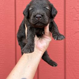 Little Caesar Chocolate English - Chocolate male Goldendoodle puppy in Grove, Oklahoma from Guinn Family Farms