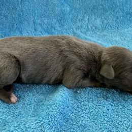 Fairy - Blue female Whippet puppy in Gentry, Arkansas from Mardel Robeson of Mulberry Hollow Whippets