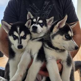 Siberian Husky Puppies from Nikolay Veltchev