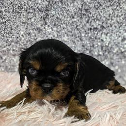 Thor - Black and tan male Cavalier King Charles Spaniel puppy in Neosho, Missouri from Pups on the Ridge