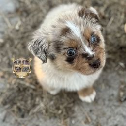 Mummy - Red merle male Australian Shepherd puppy in El Dorado Springs, Missouri from HP Aussie Kennels
