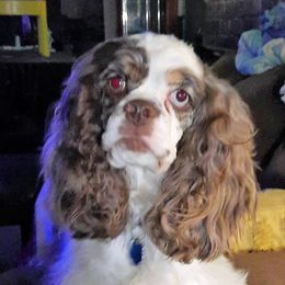 Rhainey - Cocker Spaniel