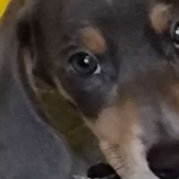 Boy 1 - Piebald Dachshund puppy in Homosassa, Florida from Foxies Doxies