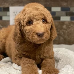Sierra - Red  Goldendoodle puppy in Chelan, Washington from North Cascades Doodles