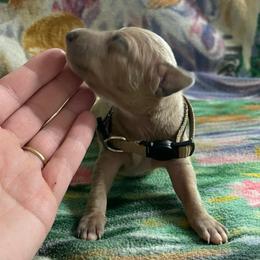 Vincenzo - Blue fawn male Italian Greyhound puppy in Lancaster, Missouri from White Stone Ranch