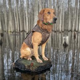 Lincoln - Golden Retriever