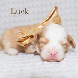 Luck (female) - Caramel cream female Australian Labradoodle puppy in Tucson, Arizona from Saguaro Blossom Doodles