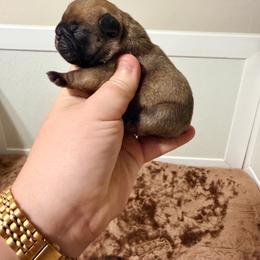 Thanos - Fawn male French Bulldog puppy in Washington, Pennsylvania from Crooked Pine French Bulldogs
