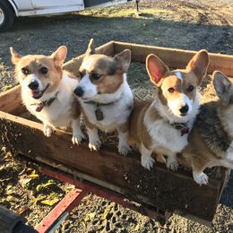 Pembroke Welsh Corgis from C.H. Pembroke Corgis