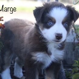 Miniature Australian Shepherd Puppies from Lavish Luxuries Mini and Toy Australian Shepherds