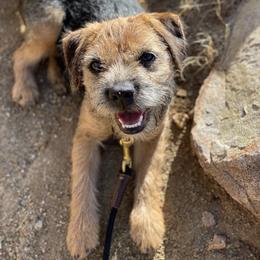 Border Terrier Puppies from Fortune Farms
