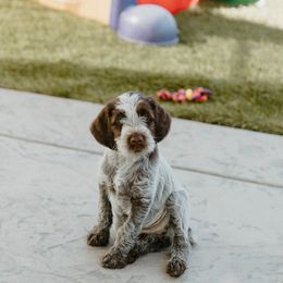 Wirehaired Pointing Griffon Puppies from Double Barrel Griffons
