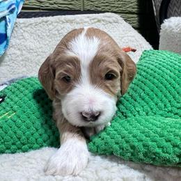 Sunny - Apricot male Goldendoodle puppy in Carmichaels, Pennsylvania from JensenBelle Doodles