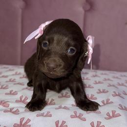 Expresso - Chocolate female Dachshund puppy in Houston, Texas from Winnie’s Royal Doxies