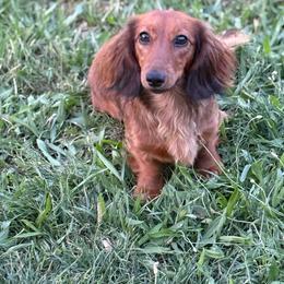 Lucy - Dachshund