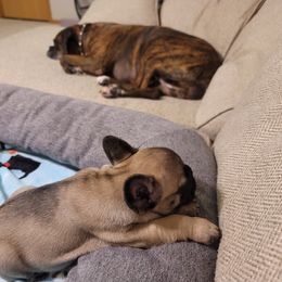 "Padme and our Boxer, Rosie" French Bulldog Puppies from Fancy Frenchies