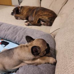"Padme and our Boxer, Rosie" French Bulldog Puppies from Fancy Frenchies