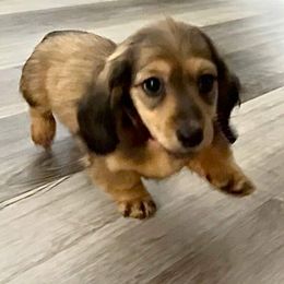 SUSIE - Cream female Dachshund puppy in Visalia, California from DachGraston Dachshunds