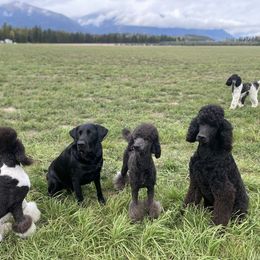 Poodle Puppies from Northern Skye Poodles