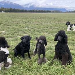 Poodle Puppies from Northern Skye Poodles