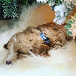 Australian Labradoodle Puppies from NorthStar Labradoodles, LLC.