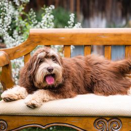 Charly - Australian Labradoodle