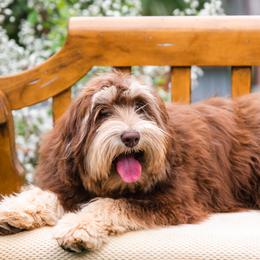 Charly - Australian Labradoodle