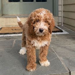 Luna - Apricot female Goldendoodle puppy in Whitensville, Massachusetts from KAP Doodles