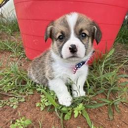 RUPERT AKC - Sable male Pembroke Welsh Corgi puppy in Hinton, Oklahoma from Green Cloud Ranch