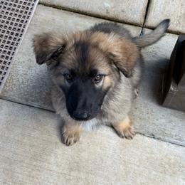 Sneezy (Yellow) - Fawn sable male Shiloh Shepherd puppy in Vancouver, Washington from North By Northwest Shilohs “NBNW”