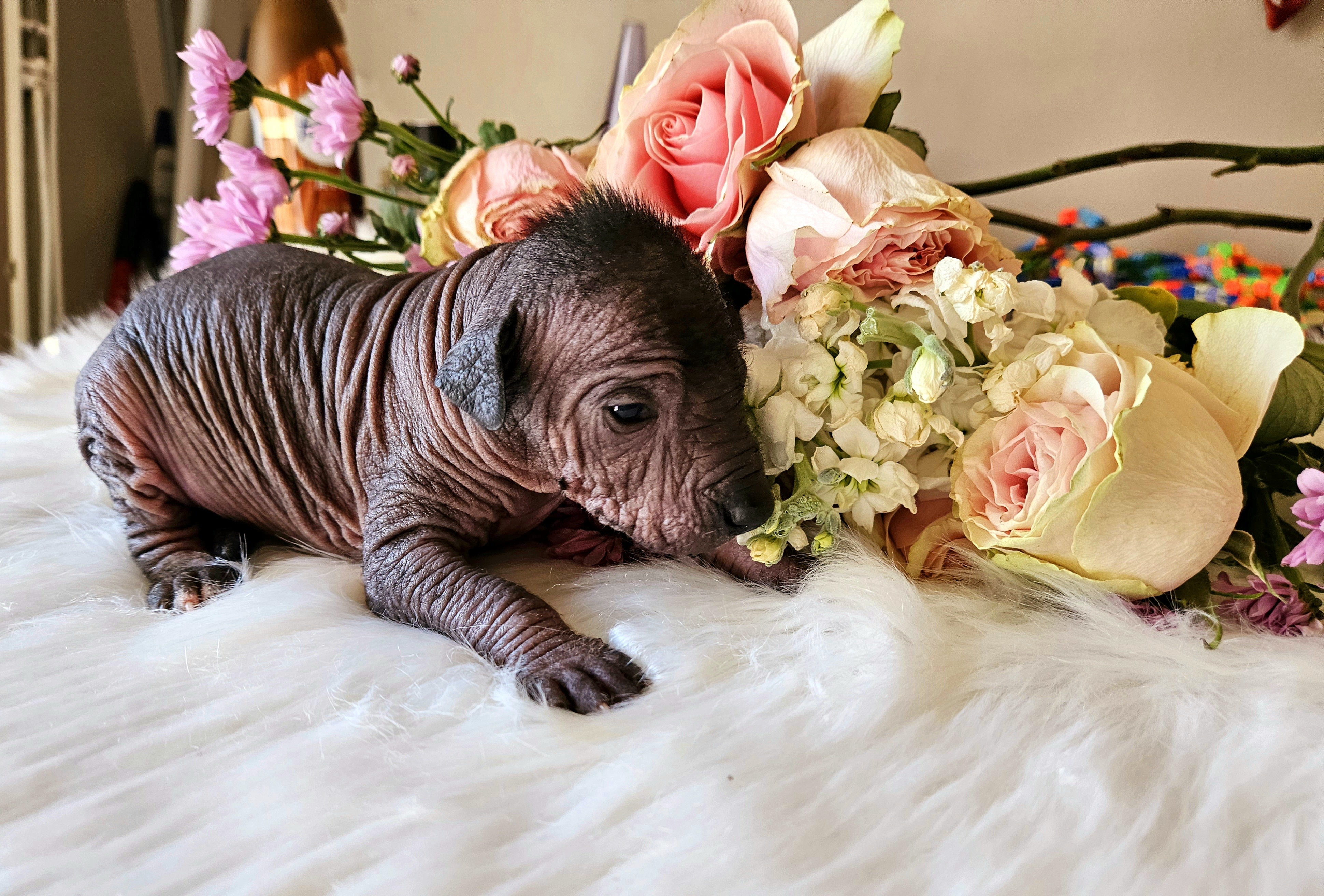 Xoloitzcuintli Puppies from Experience The Wild