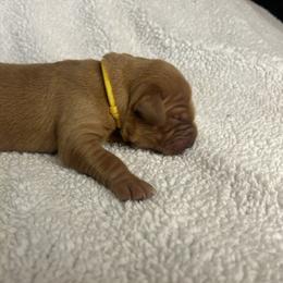 Golden Retriever Puppies from Nomadic Reds