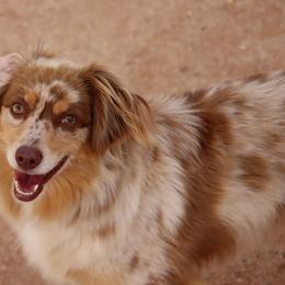 Susie - Red merle female Miniature Australian Shepherd puppy in Tucson, Arizona from Soqui Ortiz Cattle Ranch