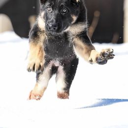 German Shepherd Puppies from Lindenhill GSD