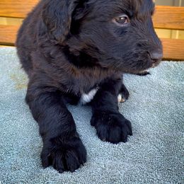 Bernedoodle and Siberian Husky Puppies from Timberline Paws