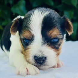 Royal sweet Jovani - Black tan and white male Biewer Terrier puppy in Bunnell, Florida from Royal Biewer and Royal Aussies