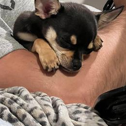Chihuahua Puppies from Sophia Jade's Chi Brigade