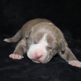 American Pit Bull Terrier Puppies from Mika Tica Kennels
