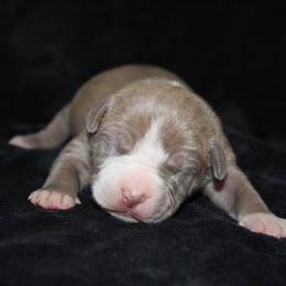 American Pit Bull Terrier Puppies from Mika Tica Kennels