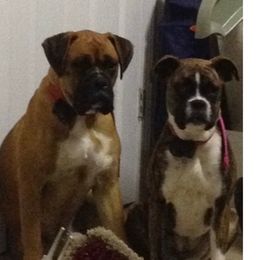 Boxers from Ponderosa Boxers